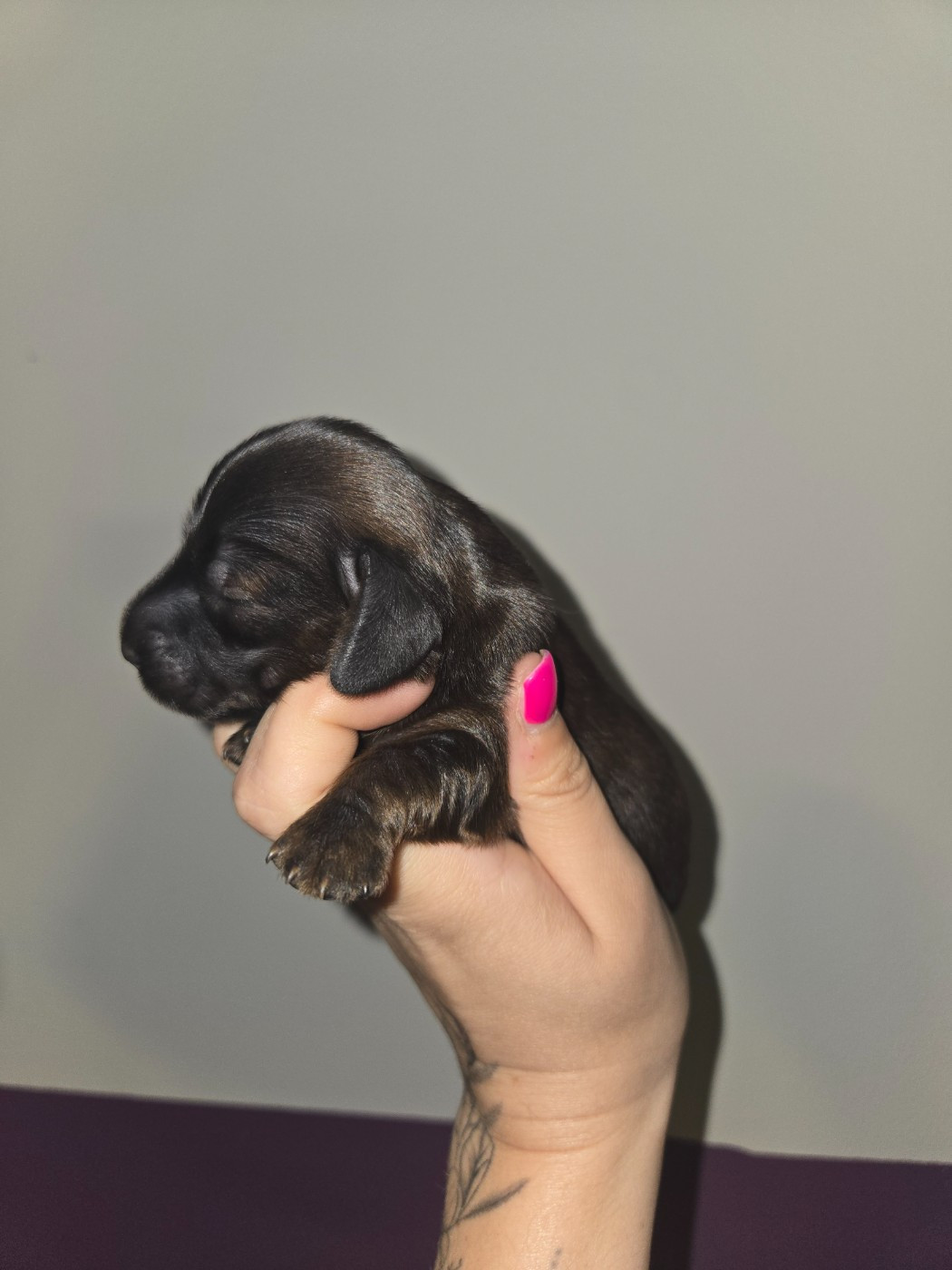 Of Moonlight Blue - Chiots disponibles - Teckel poil long