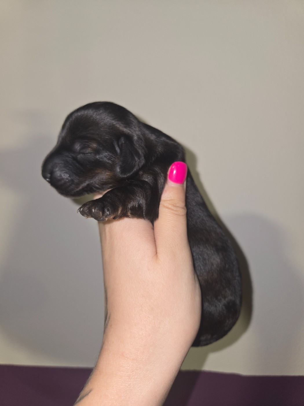Of Moonlight Blue - Chiots disponibles - Teckel poil long
