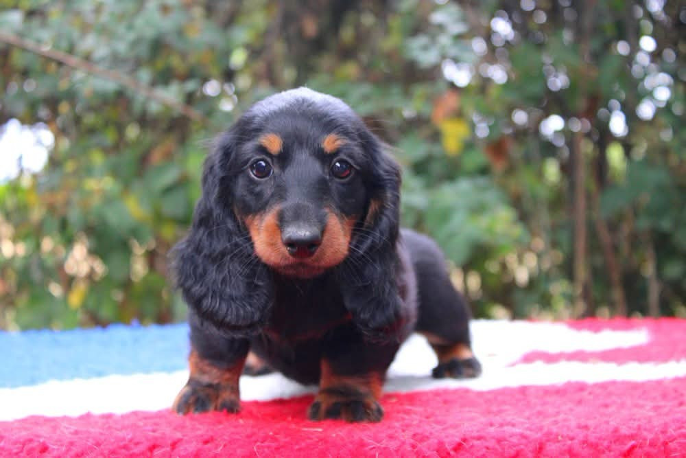 Of Moonlight Blue - Chiots disponibles - Teckel poil long