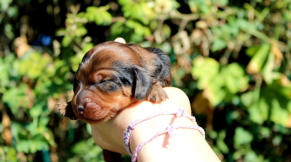 Of Moonlight Blue - Chiots disponibles - Teckel poil long