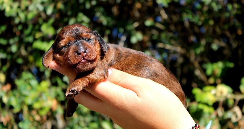 Of Moonlight Blue - Chiots disponibles - Teckel poil long