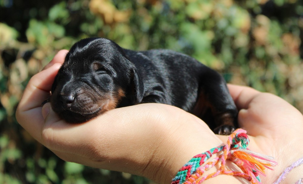 Of Moonlight Blue - Chiots disponibles - Teckel poil long