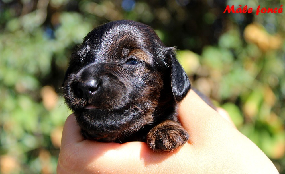 Of Moonlight Blue - Chiots disponibles - Teckel poil long
