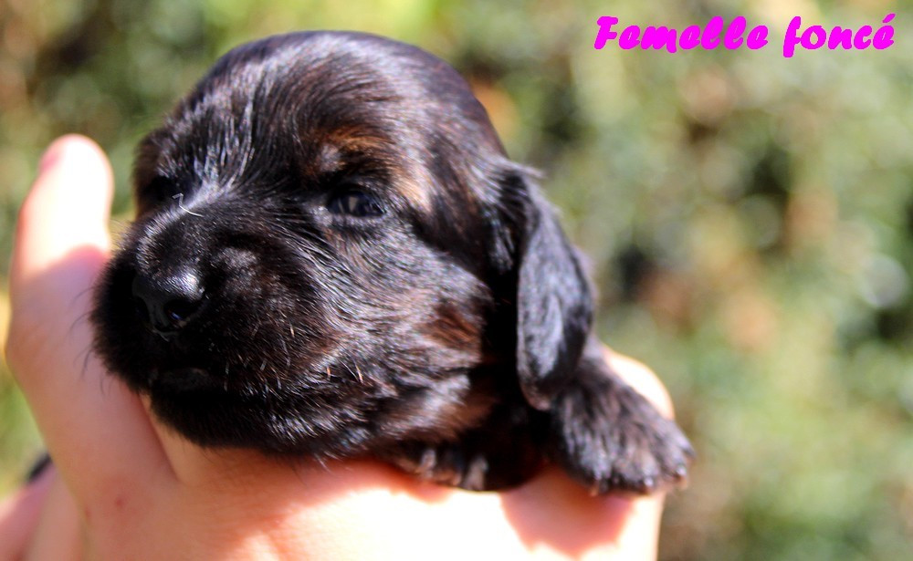 Of Moonlight Blue - Chiots disponibles - Teckel poil long