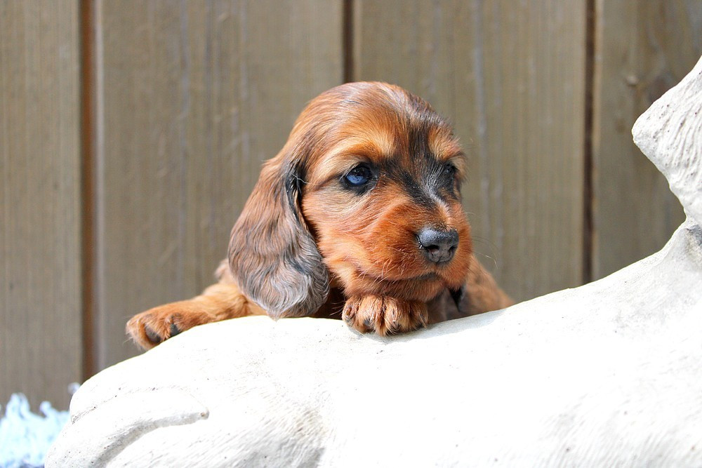 Of Moonlight Blue - Chiots disponibles - Teckel poil long