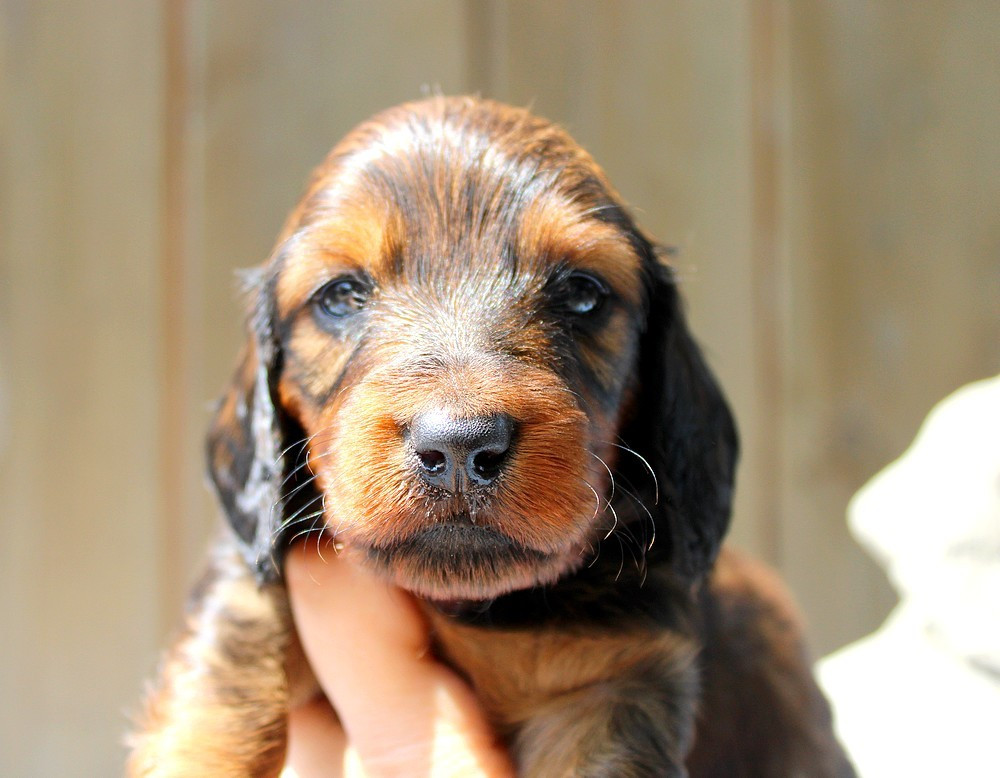 Of Moonlight Blue - Chiots disponibles - Teckel poil long
