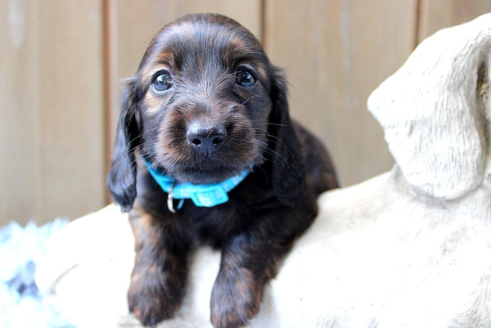 Of Moonlight Blue - Chiots disponibles - Teckel poil long