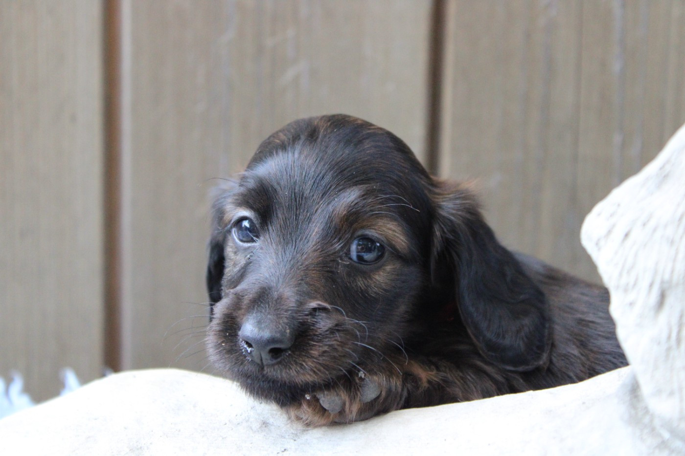 Of Moonlight Blue - Chiots disponibles - Teckel poil long
