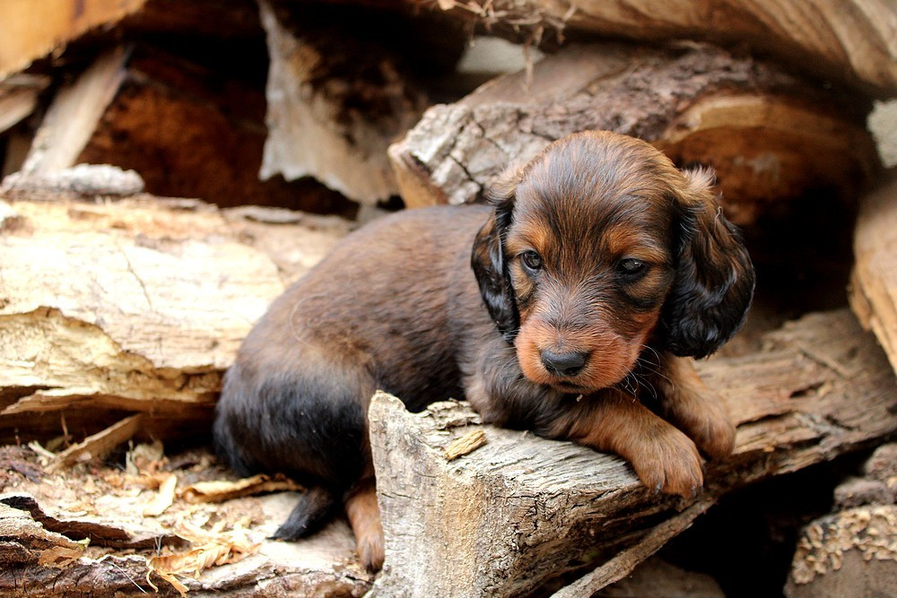 Of Moonlight Blue - Chiots disponibles - Teckel poil long