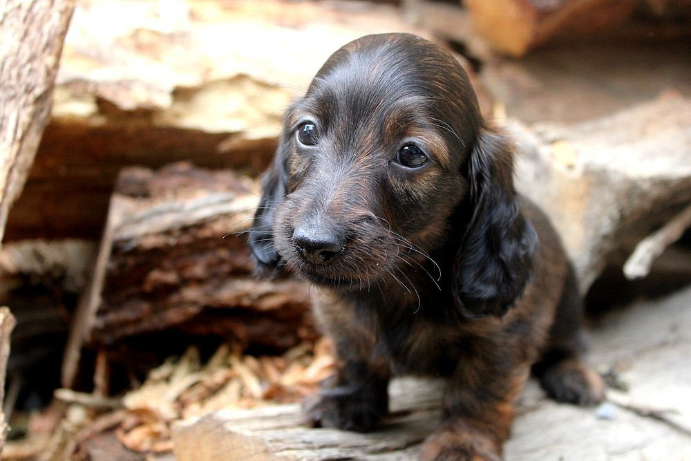 Of Moonlight Blue - Chiots disponibles - Teckel poil long