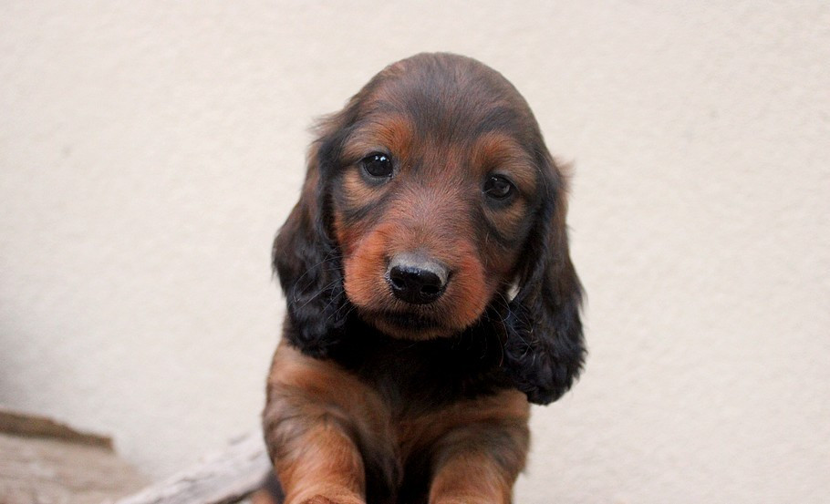 Of Moonlight Blue - Chiots disponibles - Teckel poil long