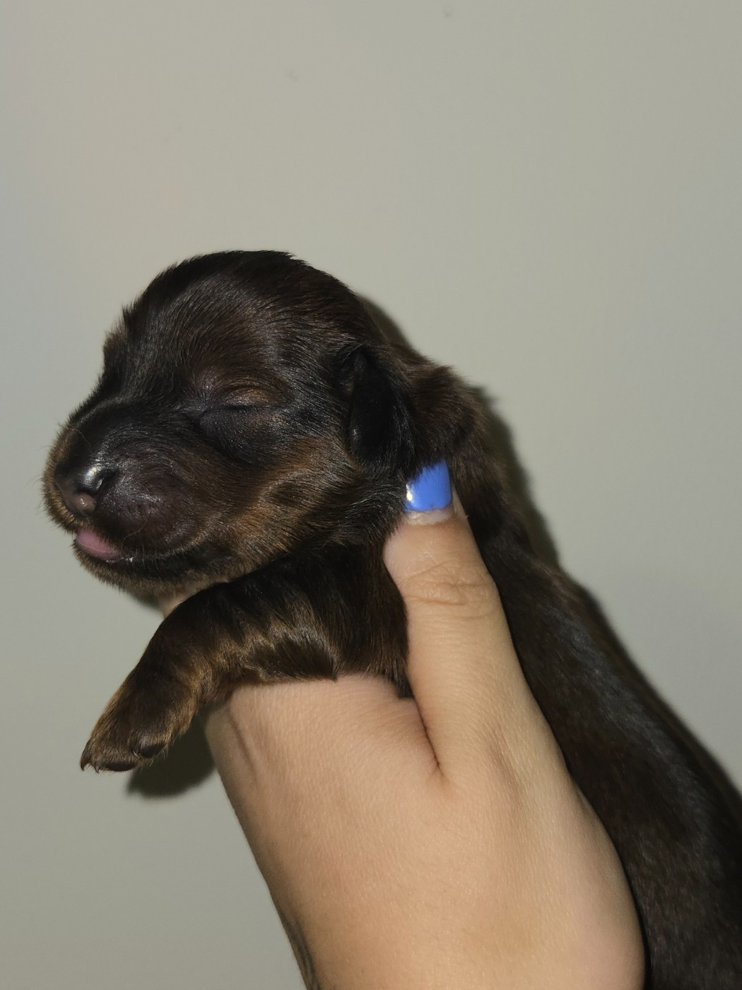 Of Moonlight Blue - Chiots disponibles - Teckel poil long