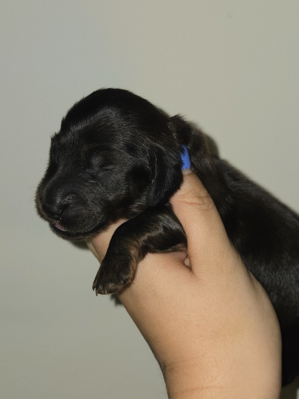 Of Moonlight Blue - Chiots disponibles - Teckel poil long