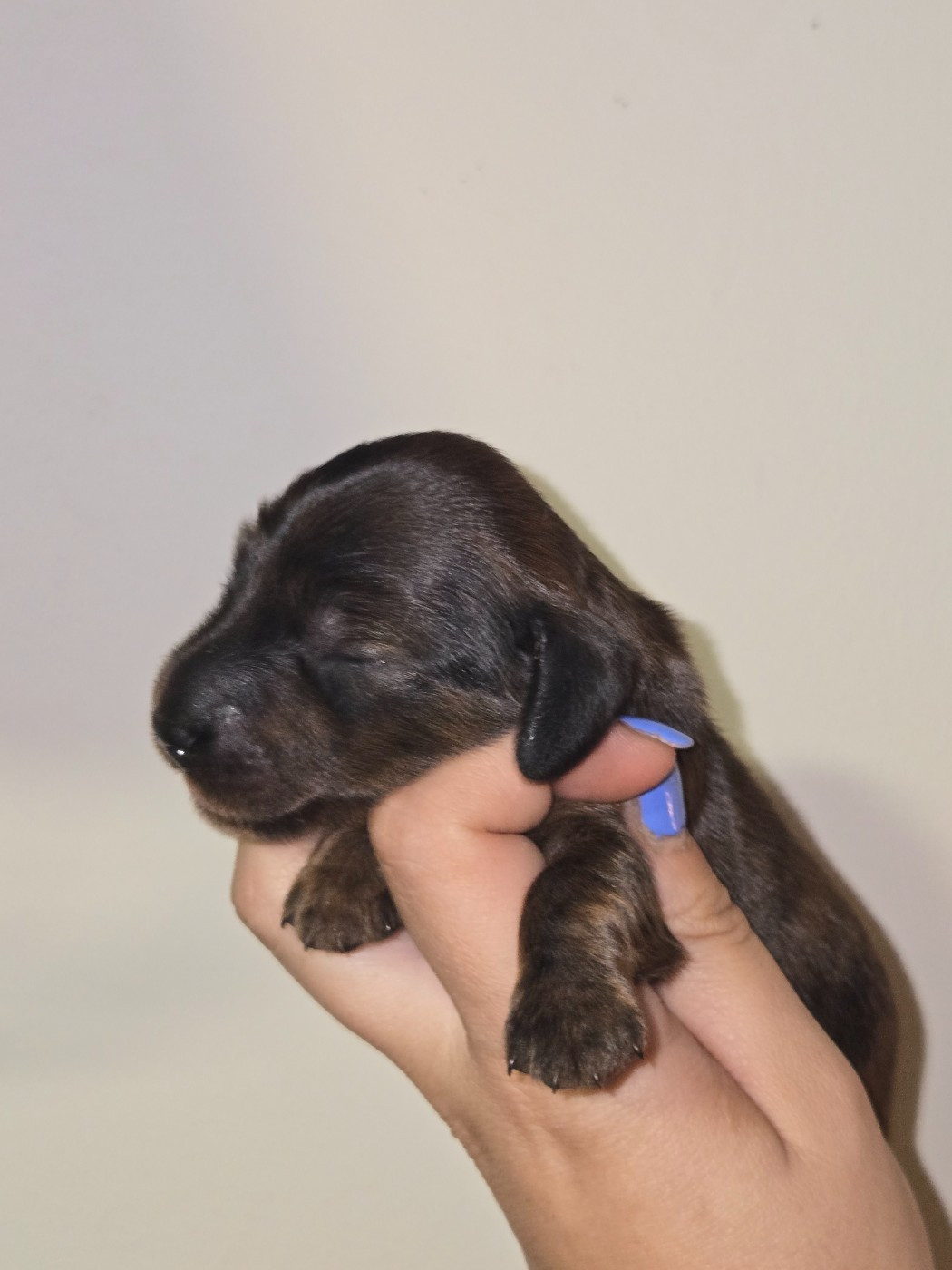 Of Moonlight Blue - Chiots disponibles - Teckel poil long