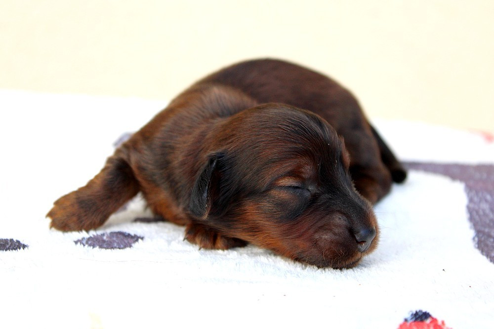 Of Moonlight Blue - Chiots disponibles - Teckel poil long