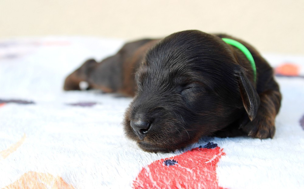 Of Moonlight Blue - Chiots disponibles - Teckel poil long