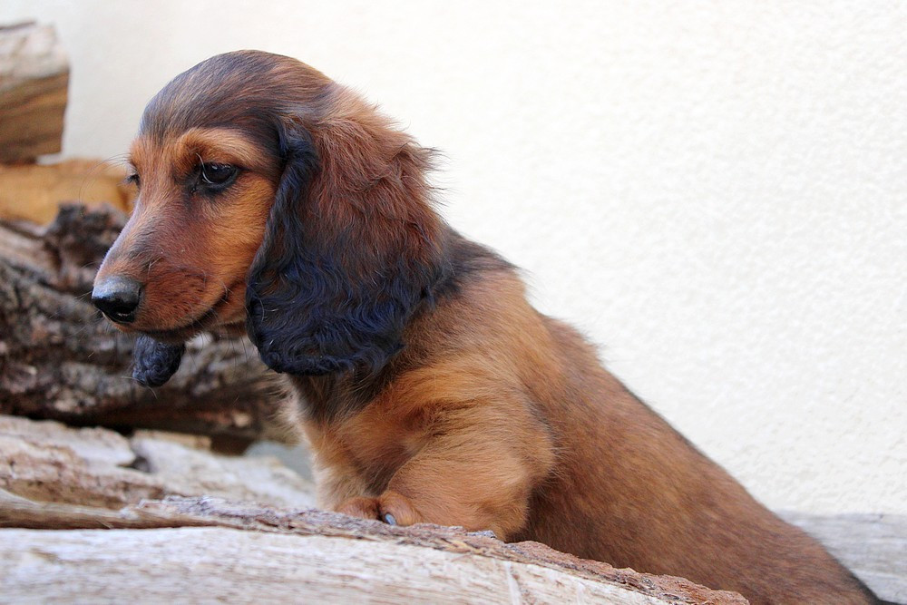 Of Moonlight Blue - Chiots disponibles - Teckel poil long