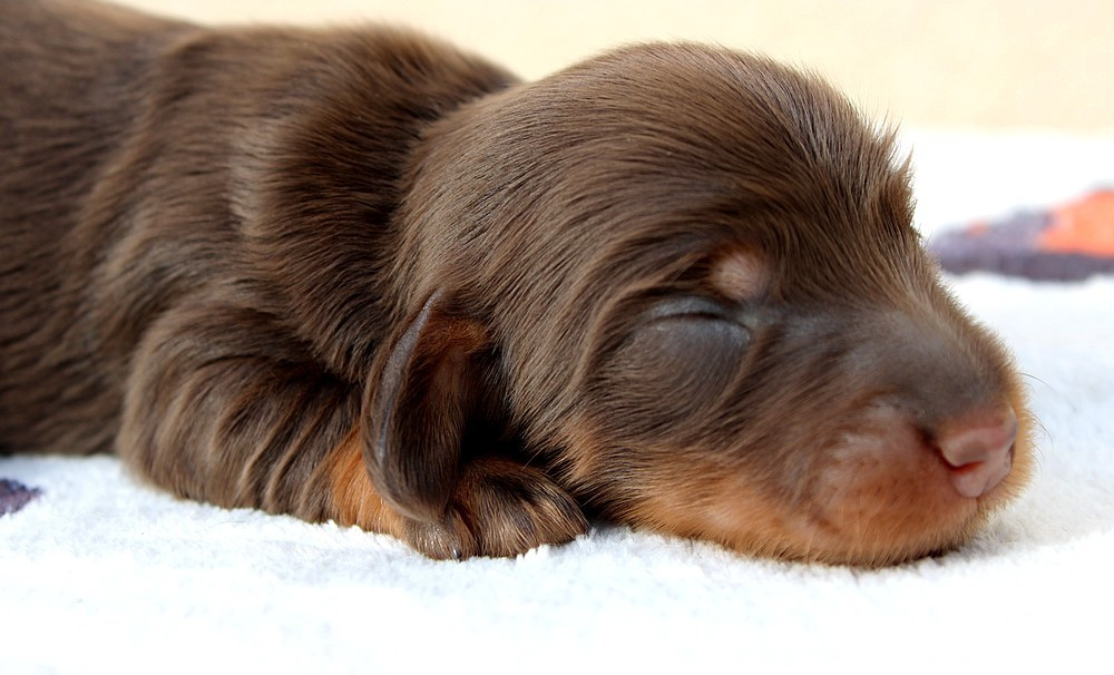Chiot N°1