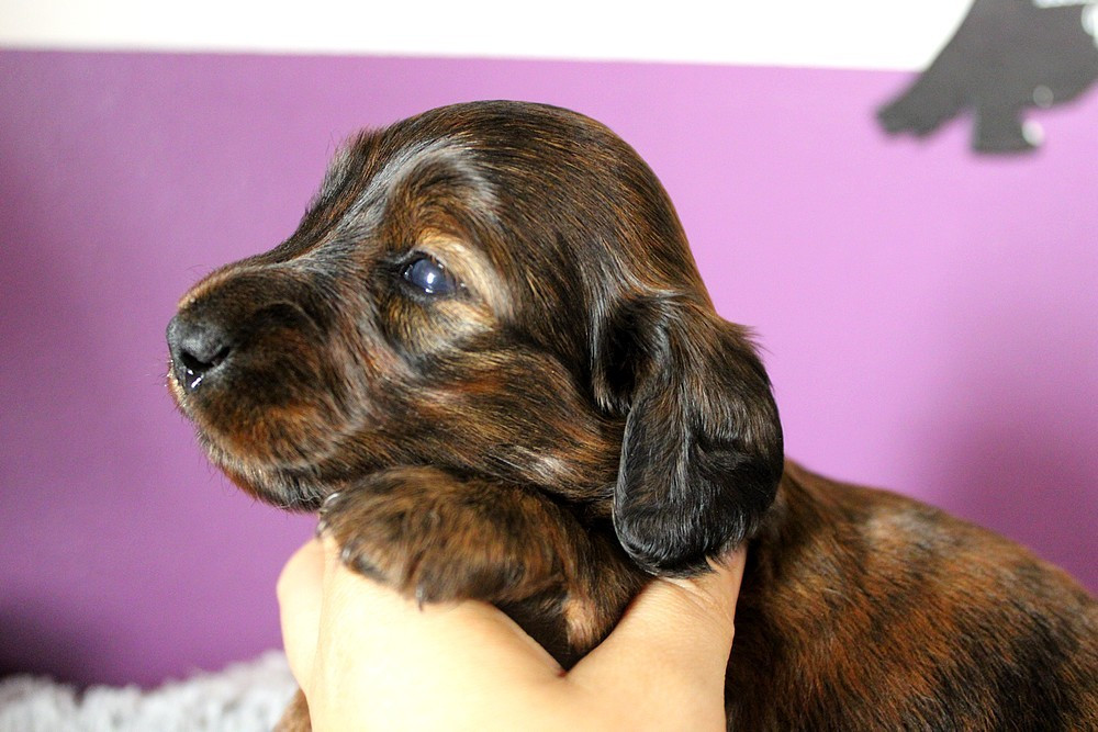 Of Moonlight Blue - Chiots disponibles - Teckel poil long