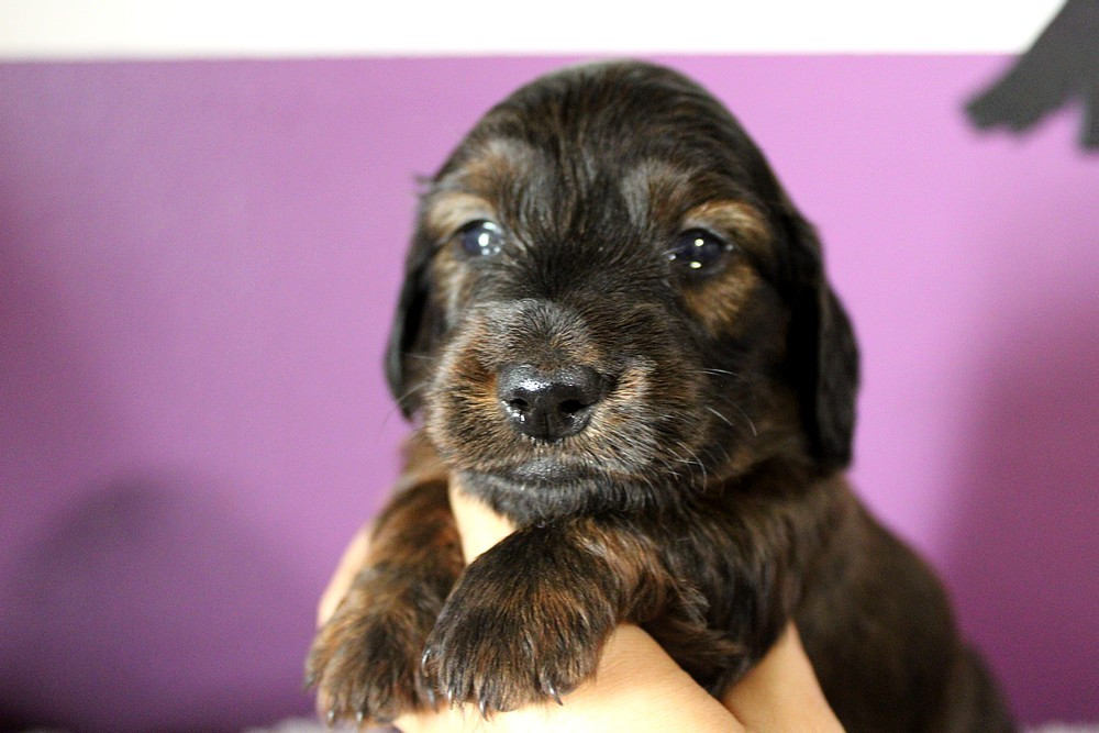 Of Moonlight Blue - Chiots disponibles - Teckel poil long