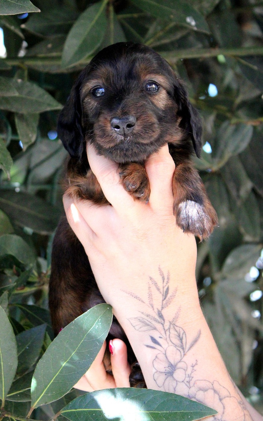 Of Moonlight Blue - Chiots disponibles - Teckel poil long