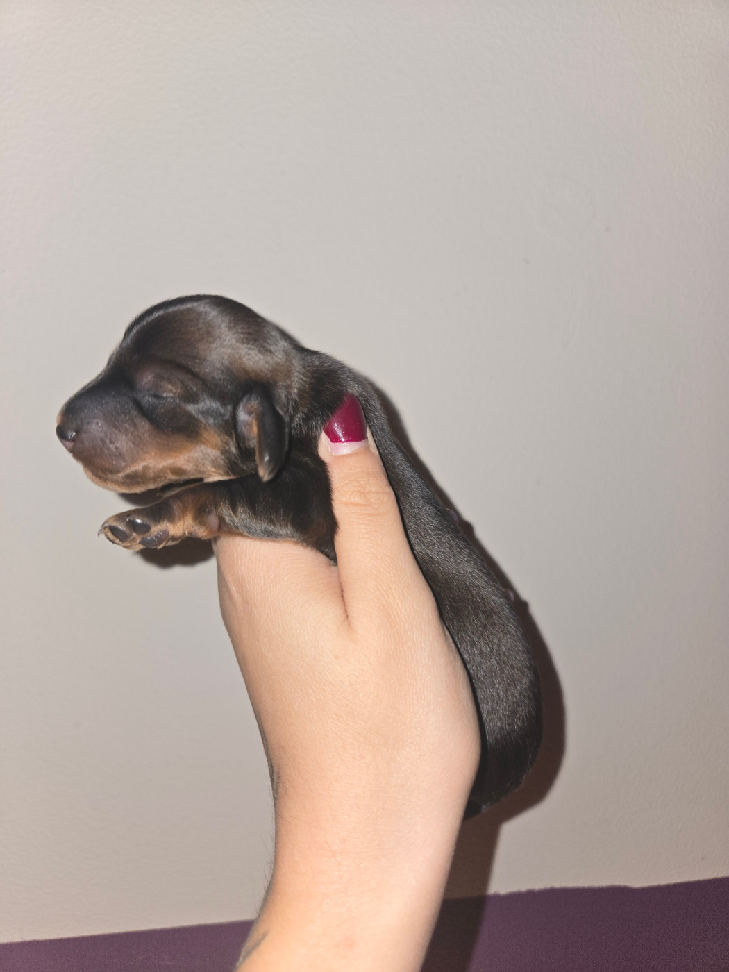 Of Moonlight Blue - Chiots disponibles - Teckel poil long