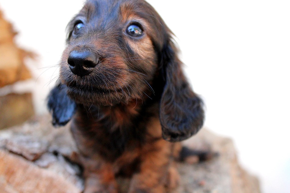 Of Moonlight Blue - Chiots disponibles - Teckel poil long
