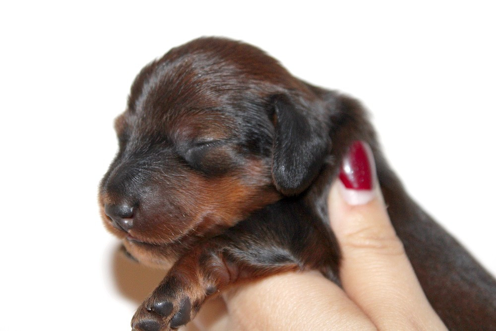Of Moonlight Blue - Chiots disponibles - Teckel poil long
