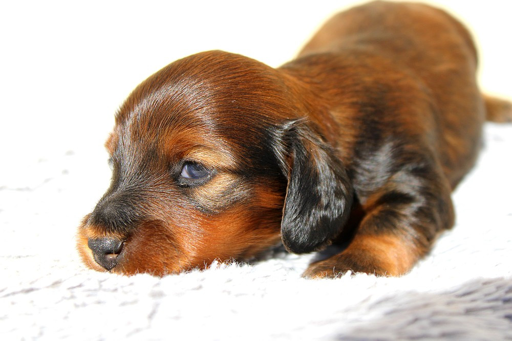 Of Moonlight Blue - Chiots disponibles - Teckel poil long