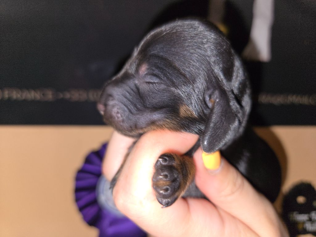 Of Moonlight Blue - Chiots disponibles - Teckel poil long