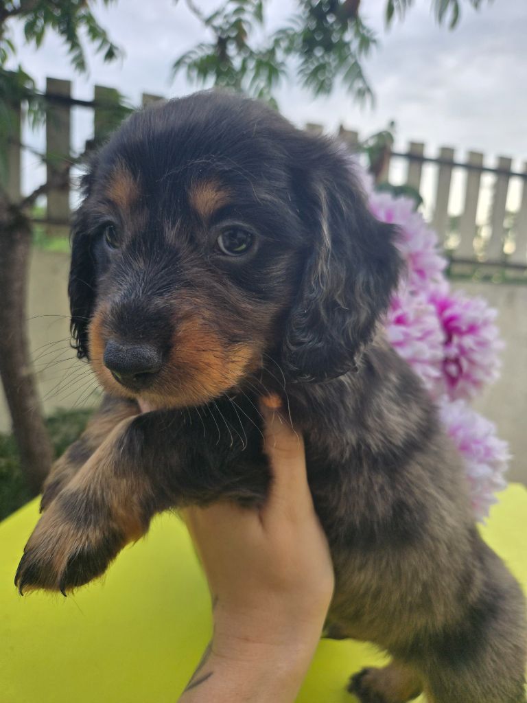 Of Moonlight Blue - Chiots disponibles - Teckel poil long