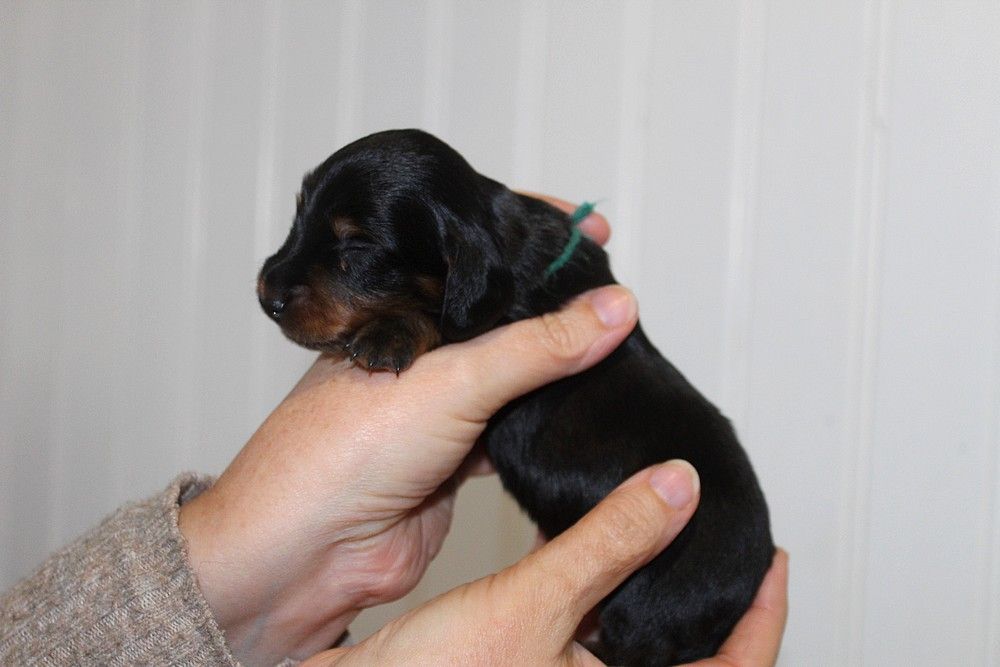 Of Moonlight Blue - Chiots disponibles - Teckel poil long