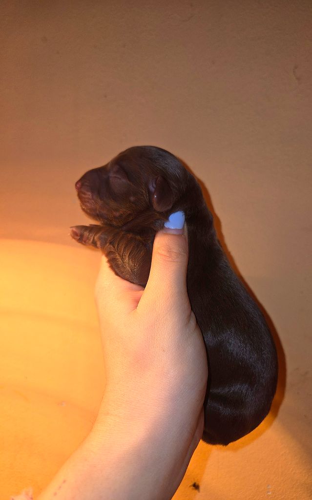 Of Moonlight Blue - Chiots disponibles - Teckel poil long