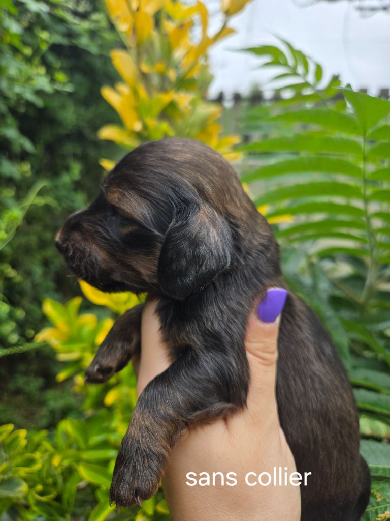 Of Moonlight Blue - Chiots disponibles - Teckel poil long