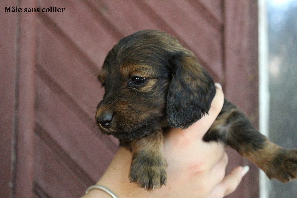 Of Moonlight Blue - Chiots disponibles - Teckel poil long