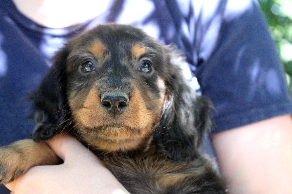 Of Moonlight Blue - Chiots disponibles - Teckel poil long