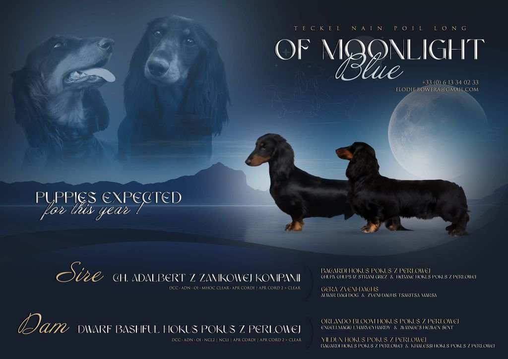 Chiot Teckel poil long Of Moonlight Blue