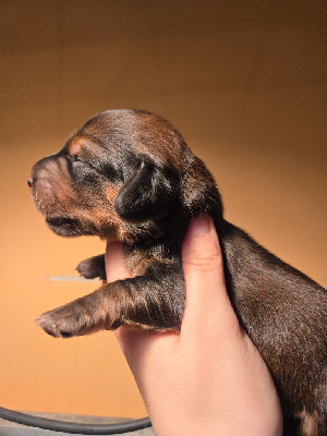 CHIOT 8