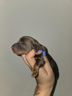 Chiot N°1
