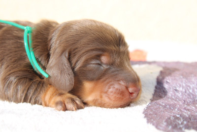 Chiot N°3