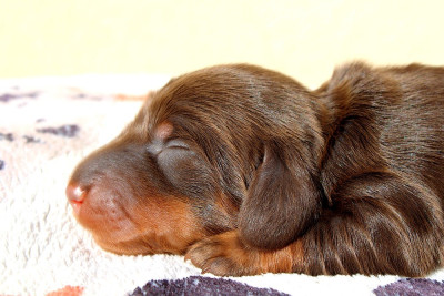 Chiot N°2