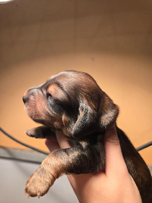 CHIOT 5