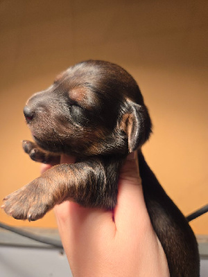 CHIOT 7
