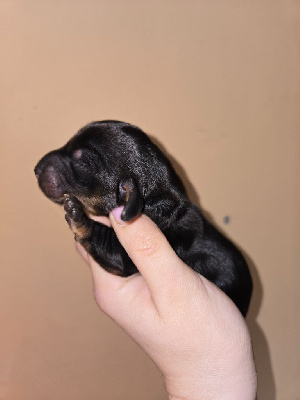 CHIOT 4