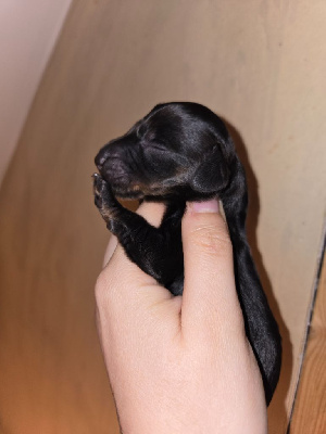 CHIOT 2