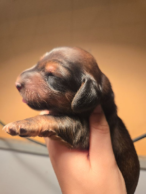 CHIOT 1