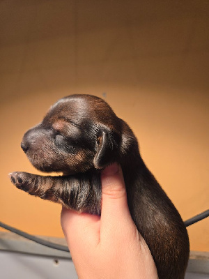 CHIOT 6