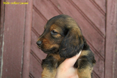 CHIOT 1