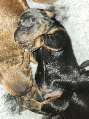 CHIOT 3