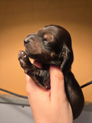 CHIOT 3